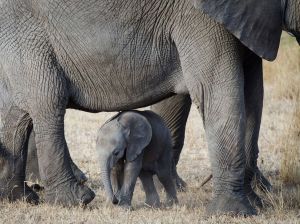 baby-elephant-serengeti_55571_990x742